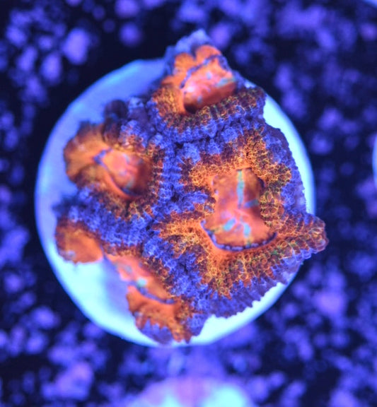 WYSIWYG Rainbow Acan 1.5"