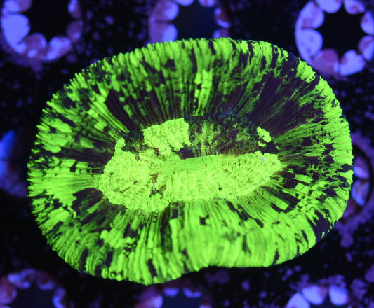 WYSIWYG Radioactive Trachyphyllia 2.5" (CRAZY BRIGHT!)