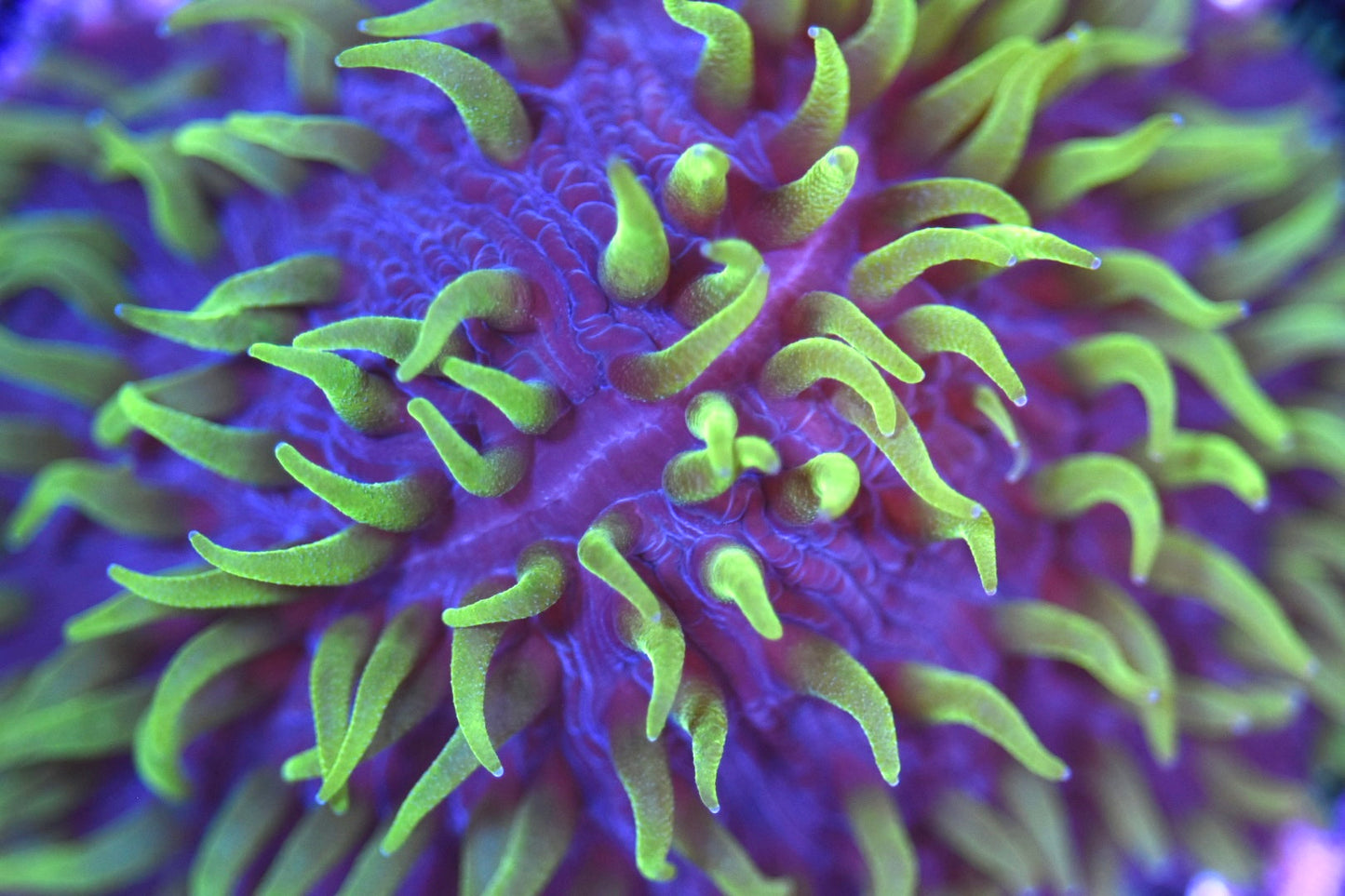 WYSIWYG XL Joker Volcano Fungia Plate 4"