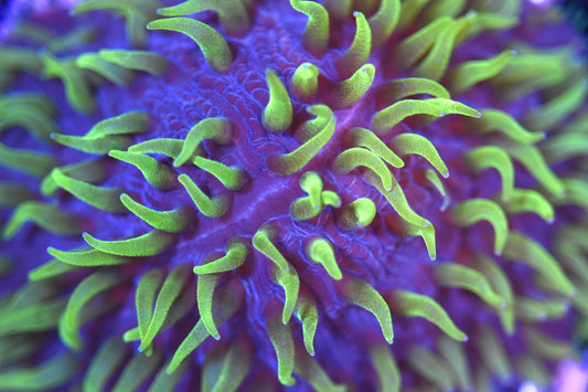 WYSIWYG XL Joker Volcano Fungia Plate 4"