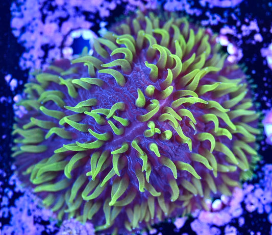 WYSIWYG XL Joker Volcano Fungia Plate 4"