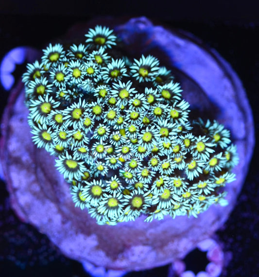 WYSIWYG XL Yellow Eye Goniopora Colony 4.5"