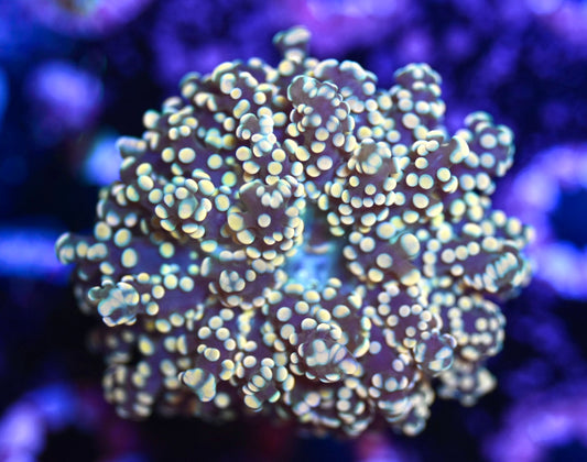 WYSIWYG Rainbow Octospawn 2.5"