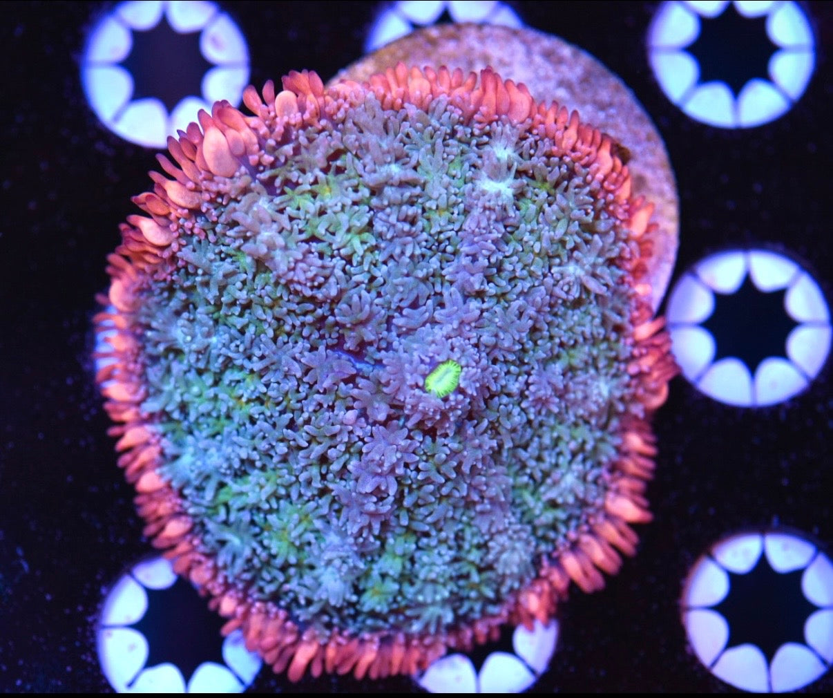 WYSIWYG XL Rainbow Frankenstein Bounce Mushroom 2"