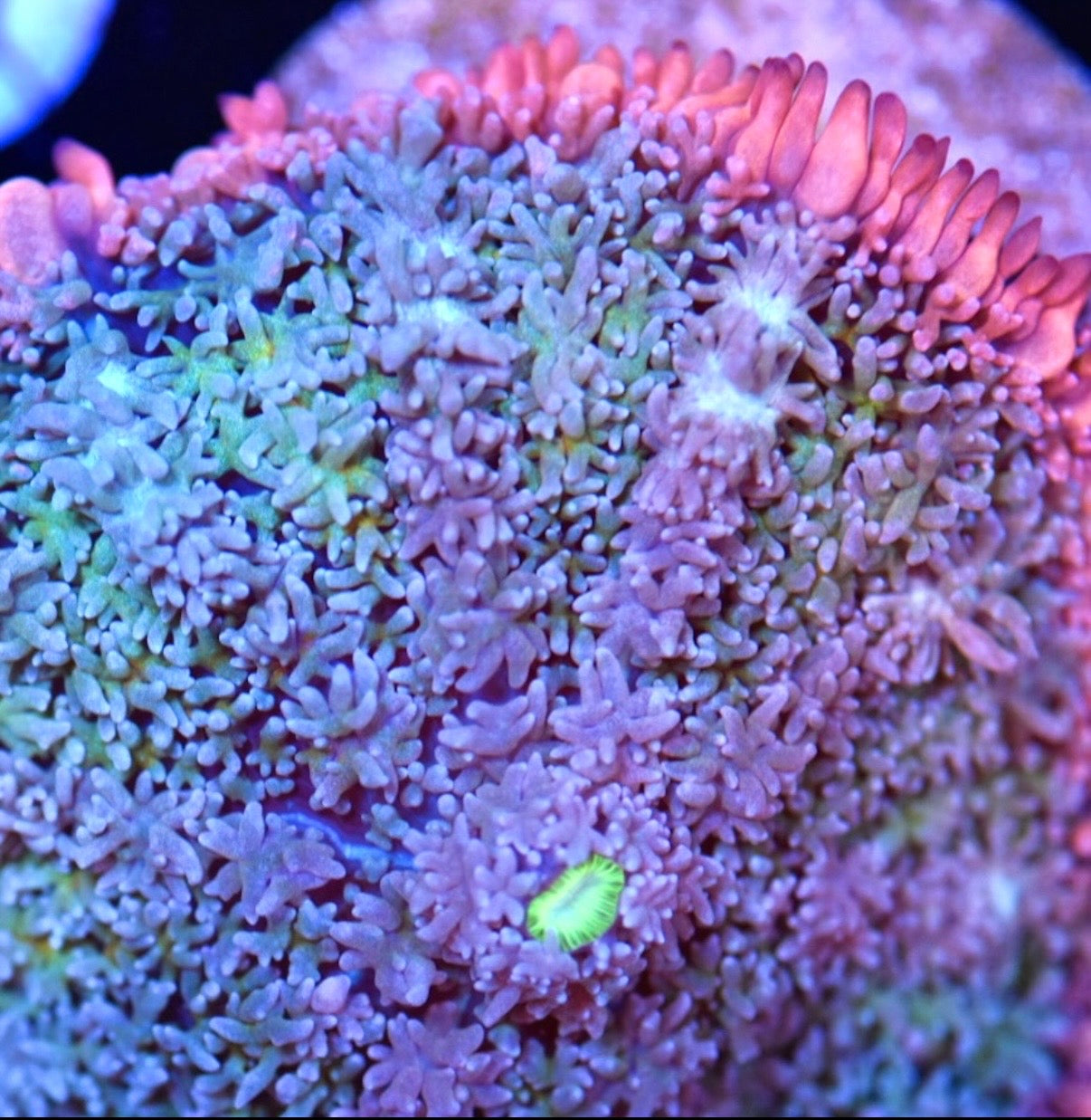 WYSIWYG XL Rainbow Frankenstein Bounce Mushroom 2"