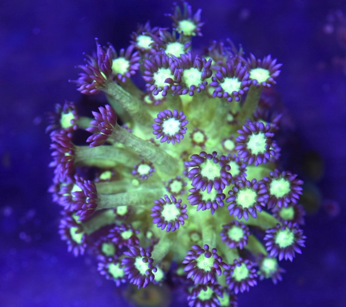 WYSIWYG XL Medusa Goniopora Colony 4" (BRIGHT!)