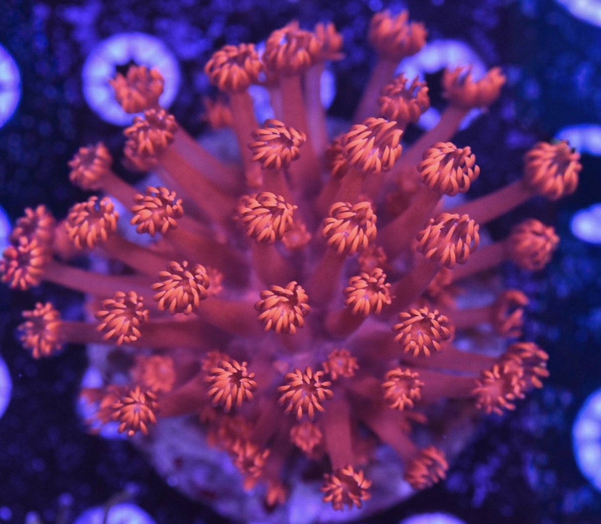 WYSIWYG XL Red Fireball Goniopora Colony 4"