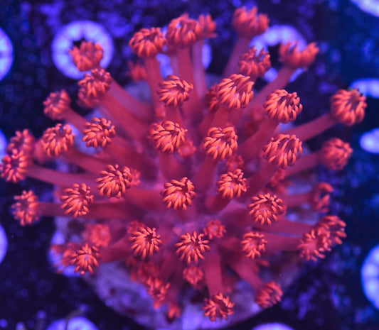 WYSIWYG XL Red Fireball Goniopora Colony 4"