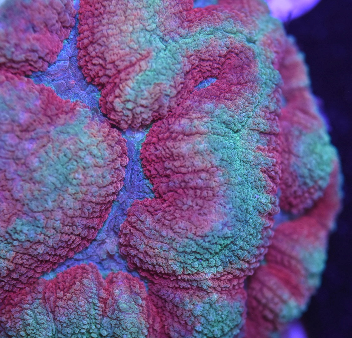 WYSIWYG Ultra Rainbow Symphyllia 3.5"