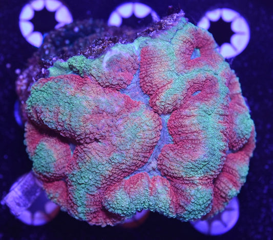 WYSIWYG Ultra Rainbow Symphyllia 3.5"