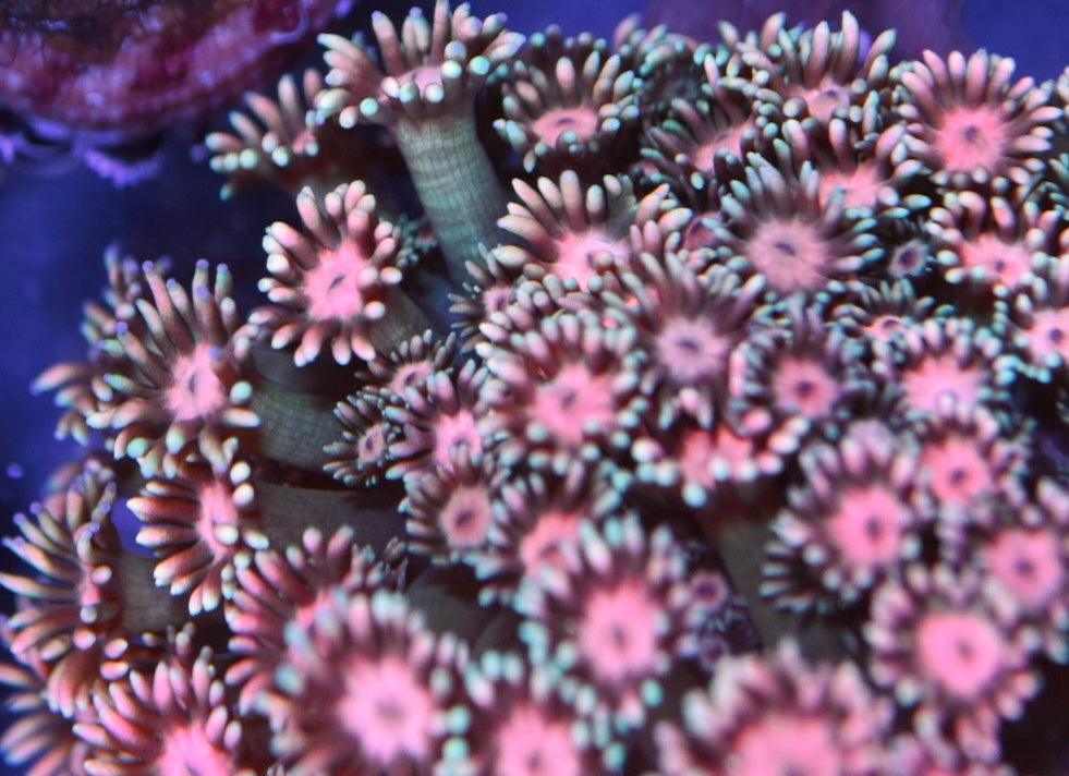 WYSIWYG GHI's Insanity Goniopora Colony 3.5" (CRAZY!)