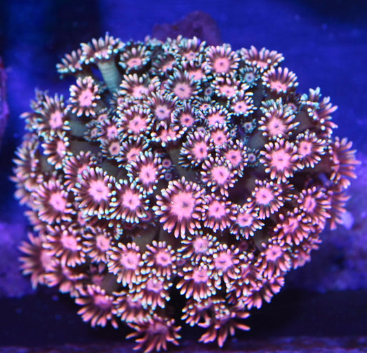 WYSIWYG GHI's Insanity Goniopora Colony 3.5" (CRAZY!)