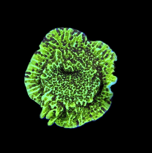 WYSIWYG Montipora Confusa Mini Colony (BRIGHT)