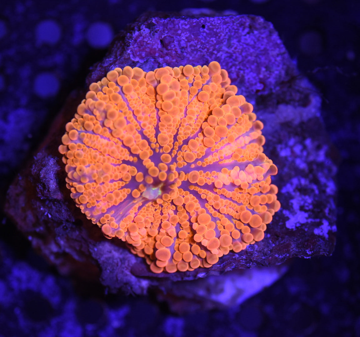 WYSIWYG Super Orange Rainbow Yuma Mushroom 1.5"