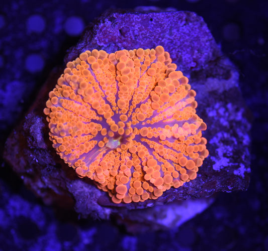 WYSIWYG Super Orange Rainbow Yuma Mushroom 1.5"