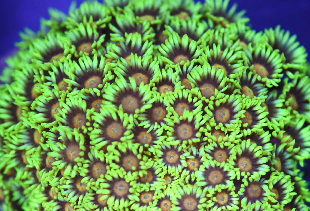 WYSIWYG XL Electric Daisy Goniopora Colony 4.5" (BRIGHT!)