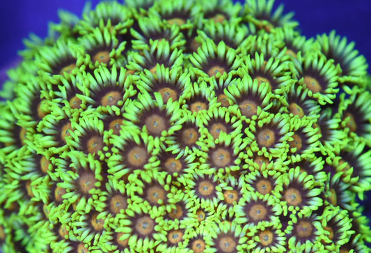 WYSIWYG XL Electric Daisy Goniopora Colony 4.5" (BRIGHT!)