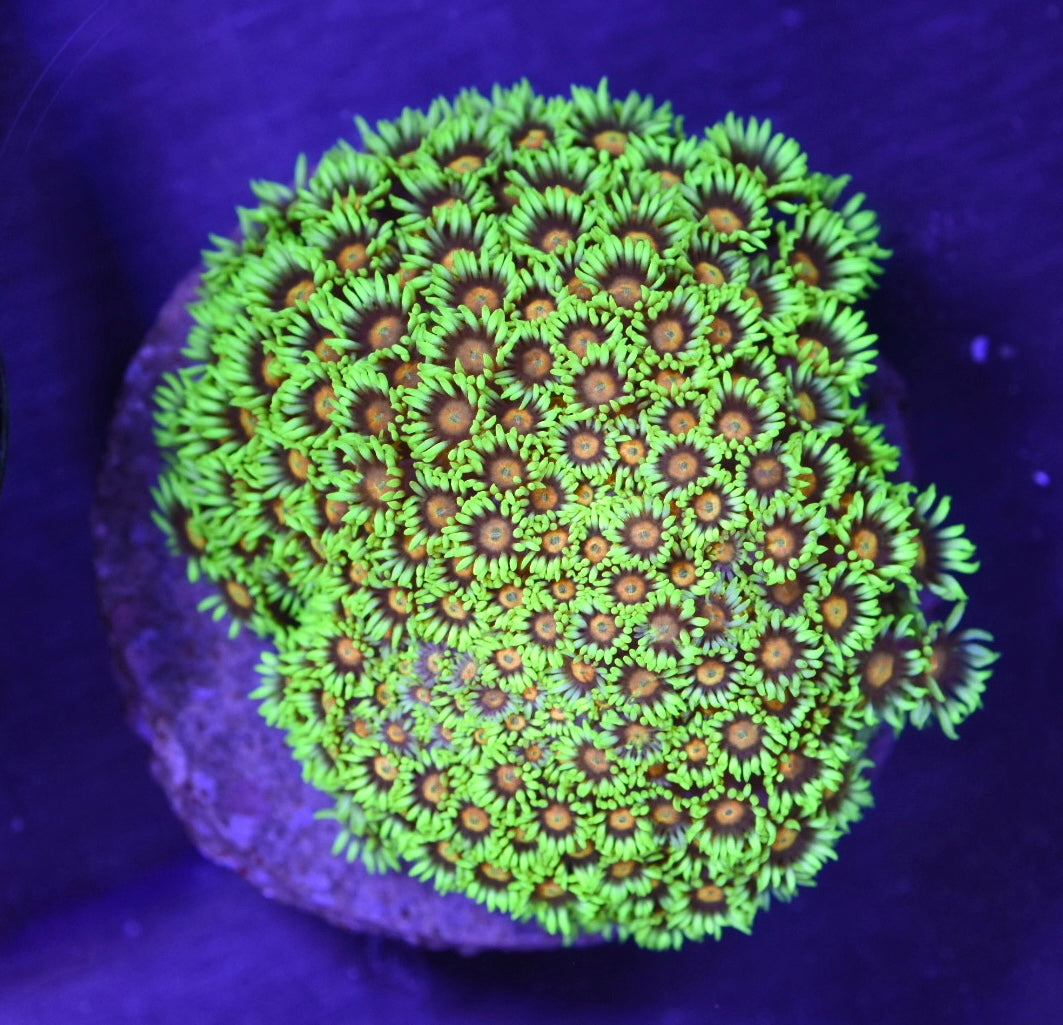 WYSIWYG XL Electric Daisy Goniopora Colony 4.5" (BRIGHT!)