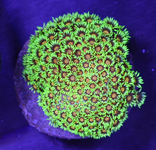 WYSIWYG XL Electric Daisy Goniopora Colony 4.5" (BRIGHT!)