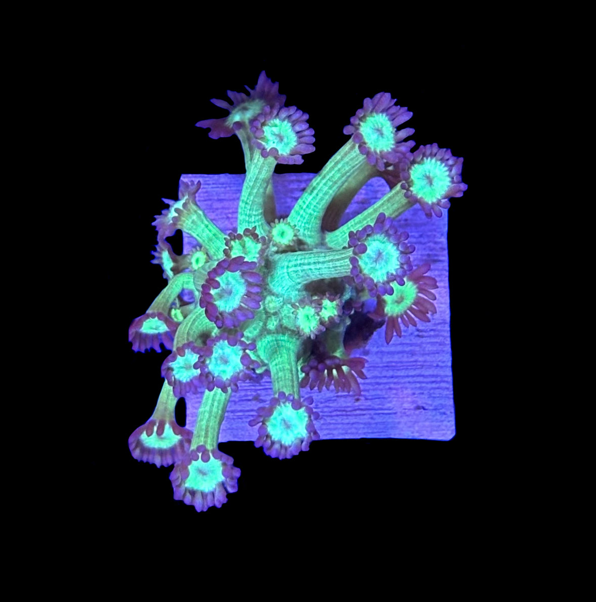 WYSIWYG Glitter Goniopora 2" (BRIGHT!)