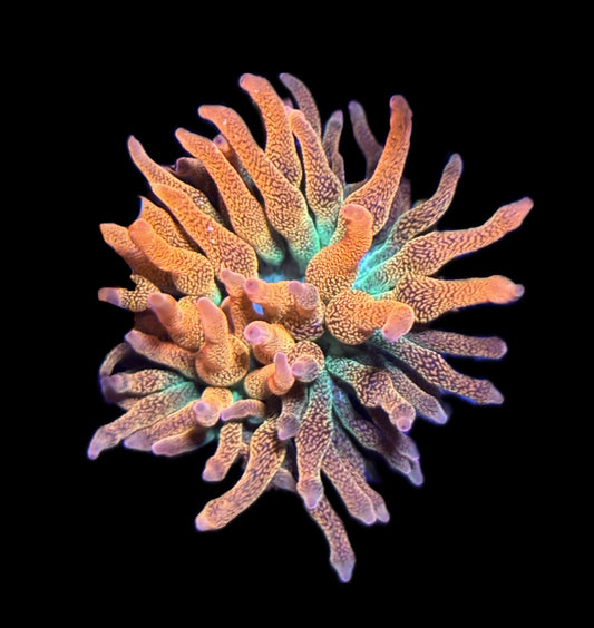 WYSIWYG Hawaiian Punch Bubble Tip Anemone 2.5"