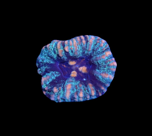 WYSIWYG Ultra Button Scolymia 1"