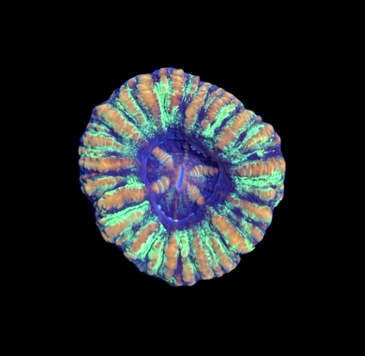 WYSIWYG Ultra Rainbow Button Scolymia 1"