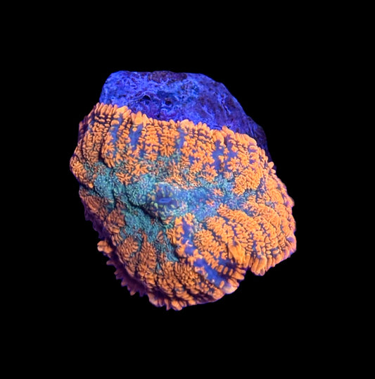 WYSIWYG Ultra Orange Rhodactis Mushroom 1.5"