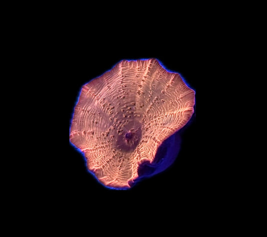 WYSIWYG Ironman Mushroom Coral (WOW!)