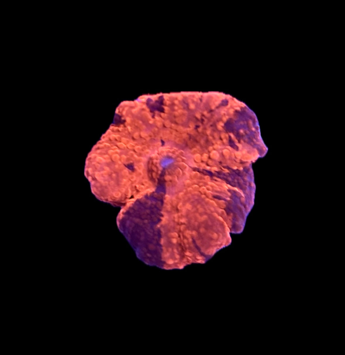 WYSIWYG Deadpool Discosuma Mushroom 1.5" (WOW!)