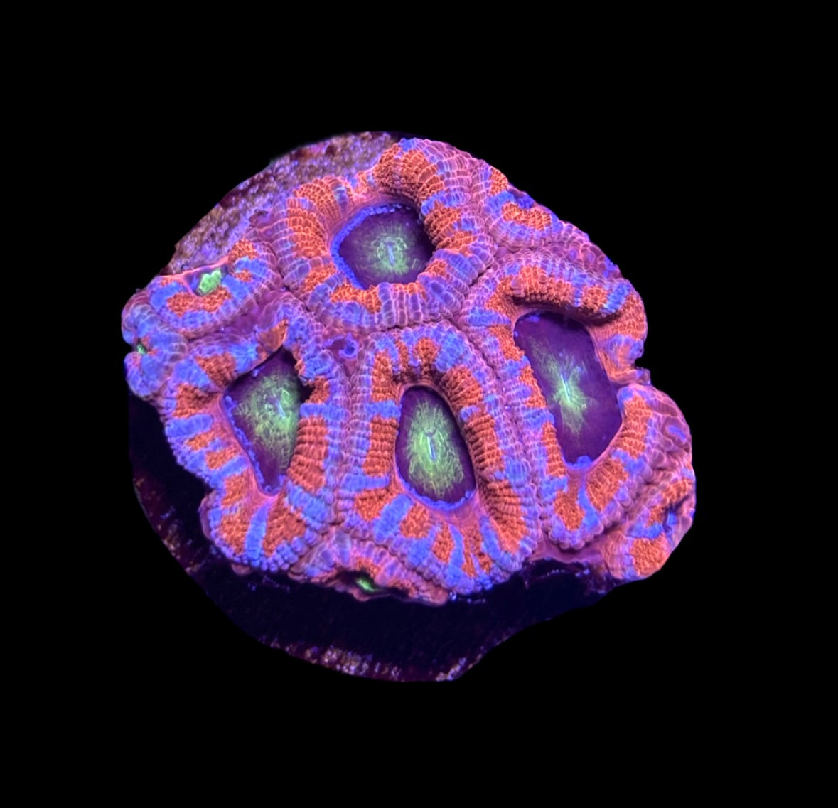 WYSIWYG Rainbow Acan Lord 2" (UNIQUE!)