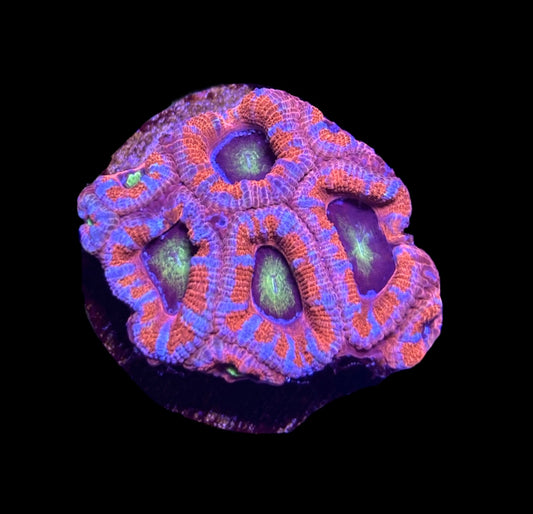 WYSIWYG Rainbow Acan Lord 2" (UNIQUE!)