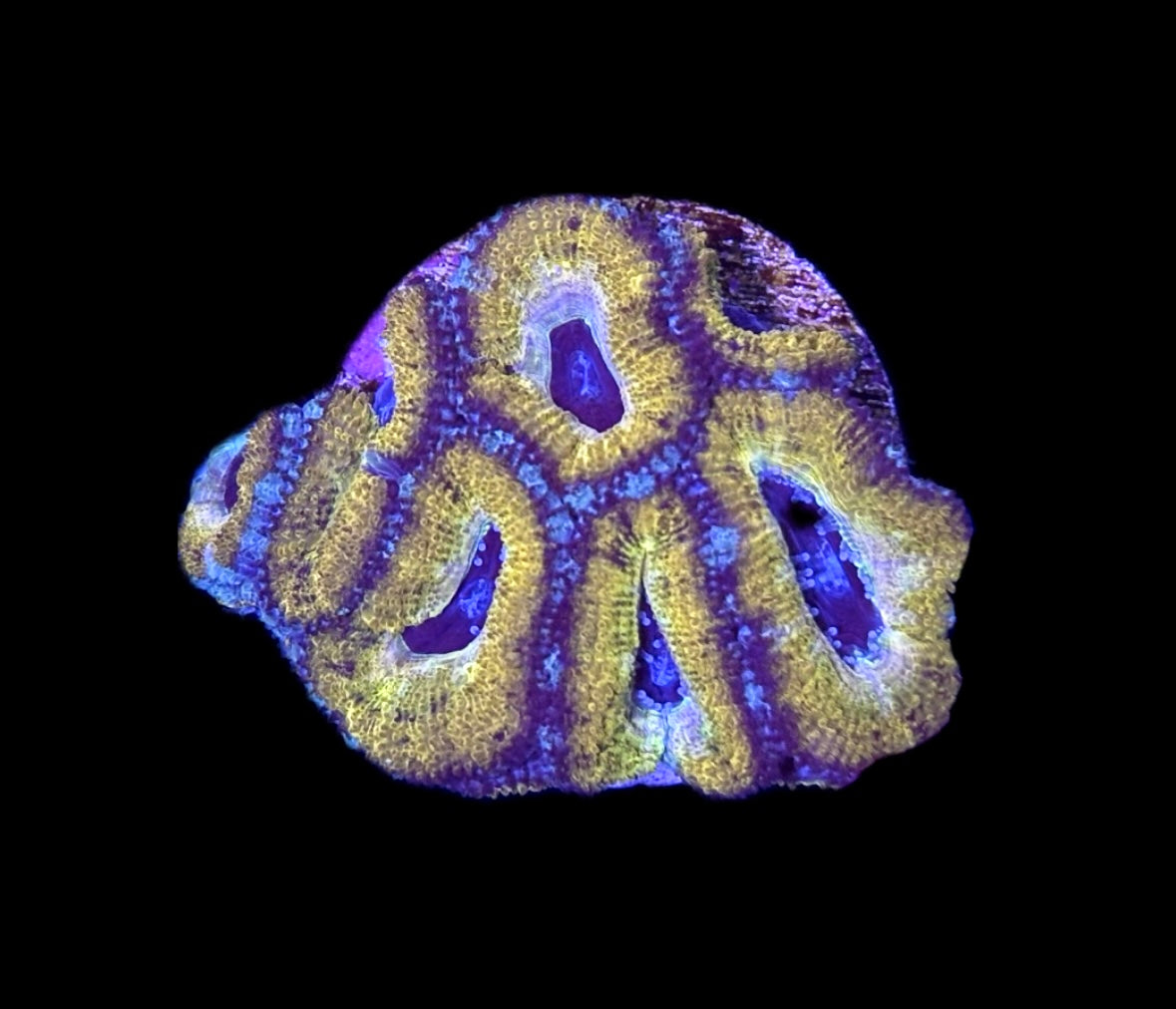 WYSIWYG Golden Acan Lord 2"