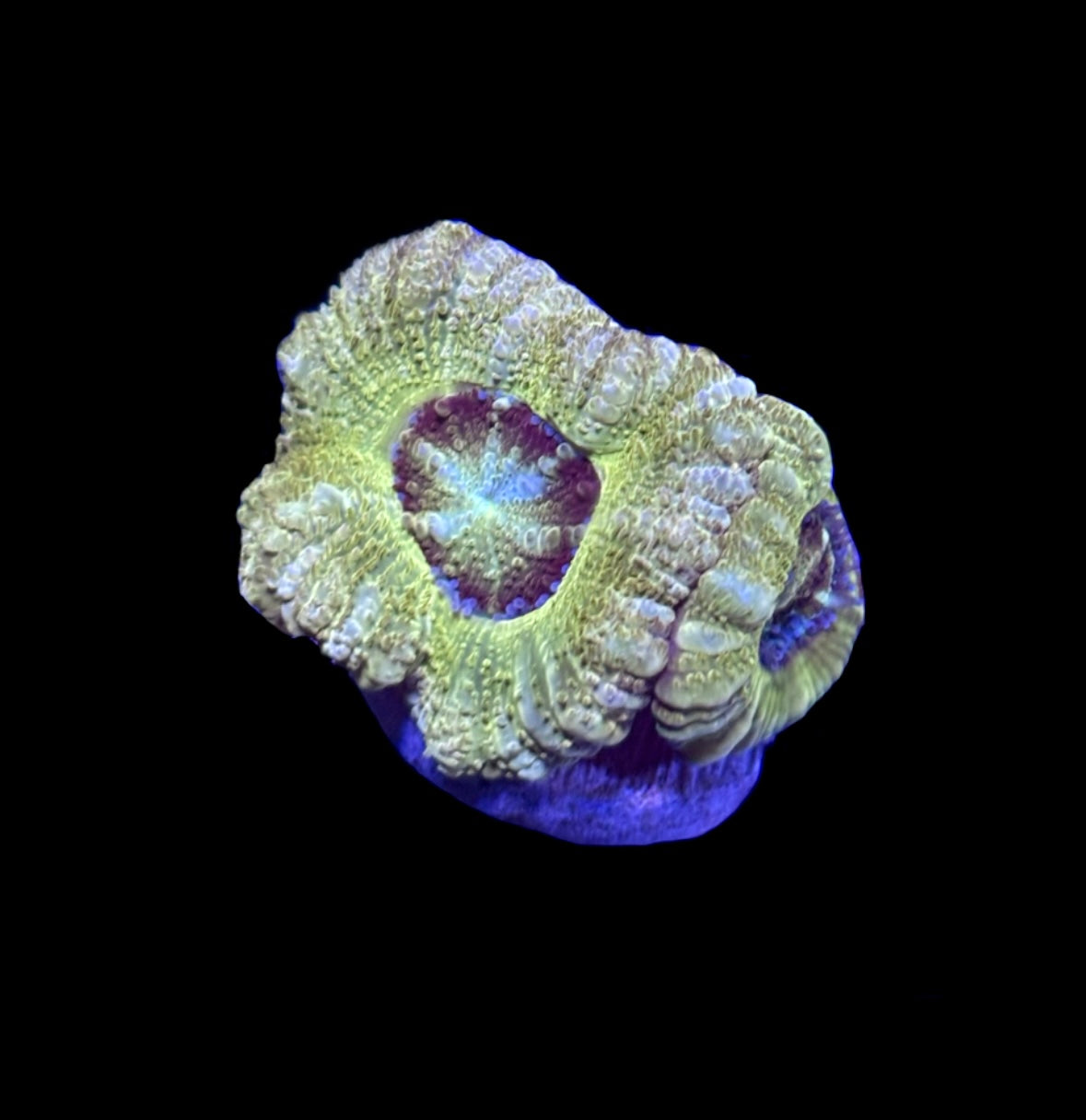 WYSIWYG Golden Asian Acan 1" (WOW!!)
