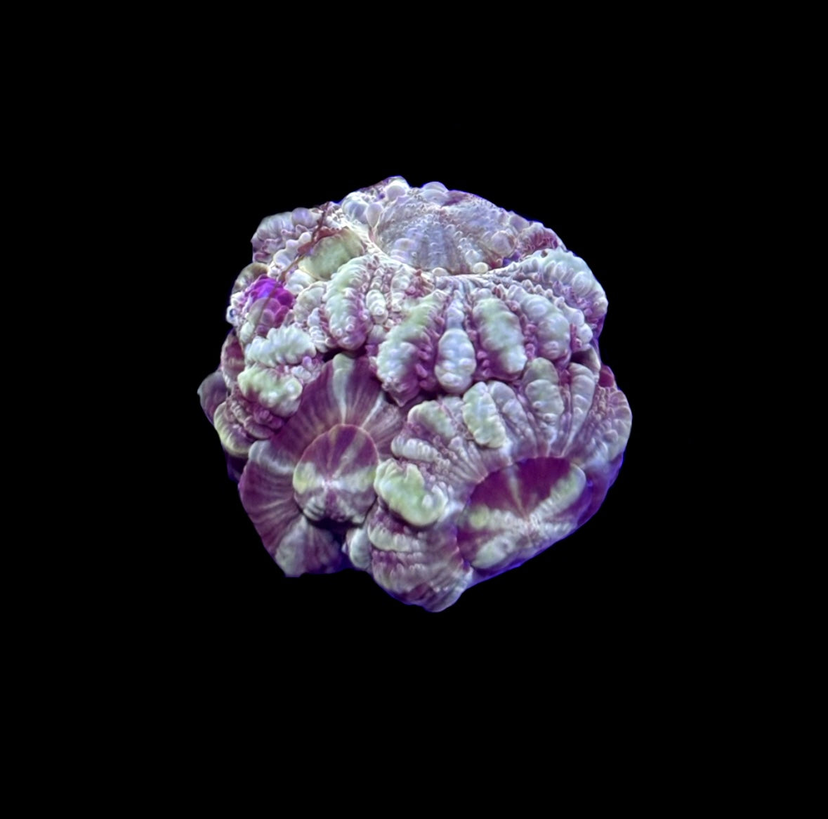 WYSIWYG Asian Acan 1" (WOW!)