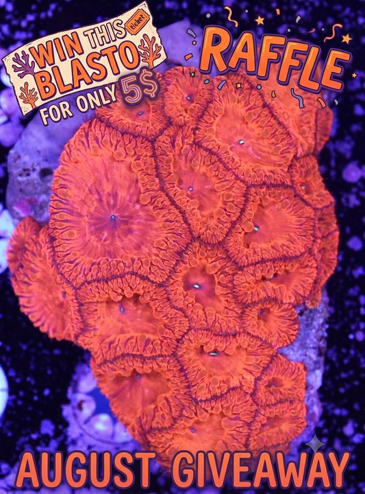 WYSIWYG GHI CORALS AUGUST RAFFLE/GIVEAWAY! DETAILS IN CAPTION!