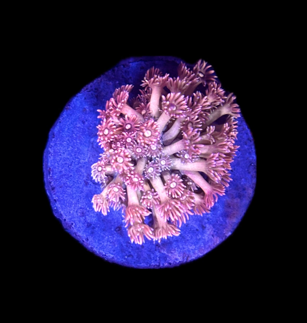 WYSIWYG Peach Goniopora Colony 3"