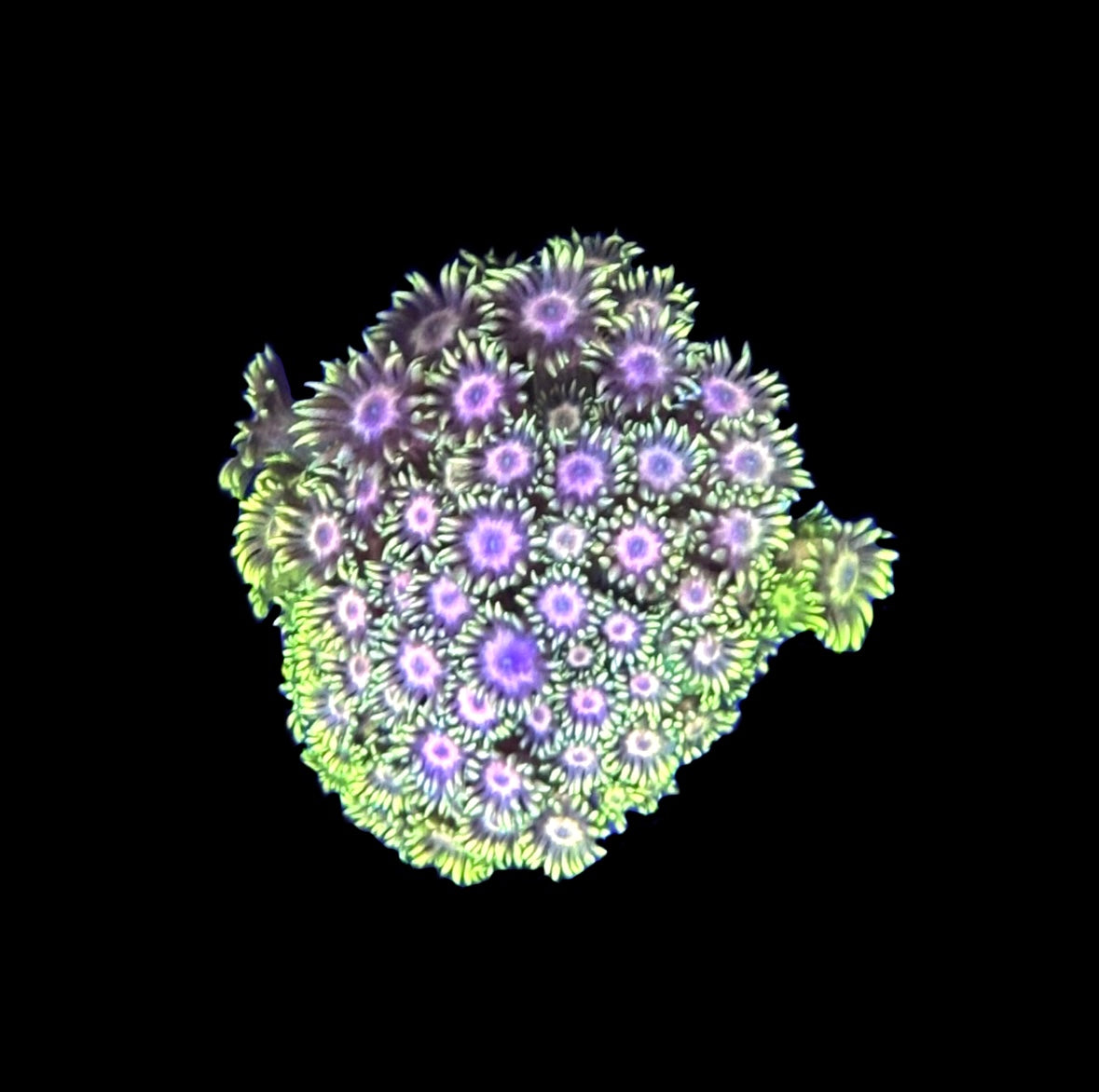 WYSIWYG Rainbow Goniopora Colony 2.5" (WOW!)