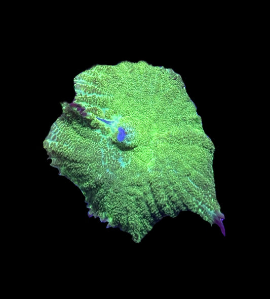 WYSIWYG Neon Green Rhodactis Mushroom 2"