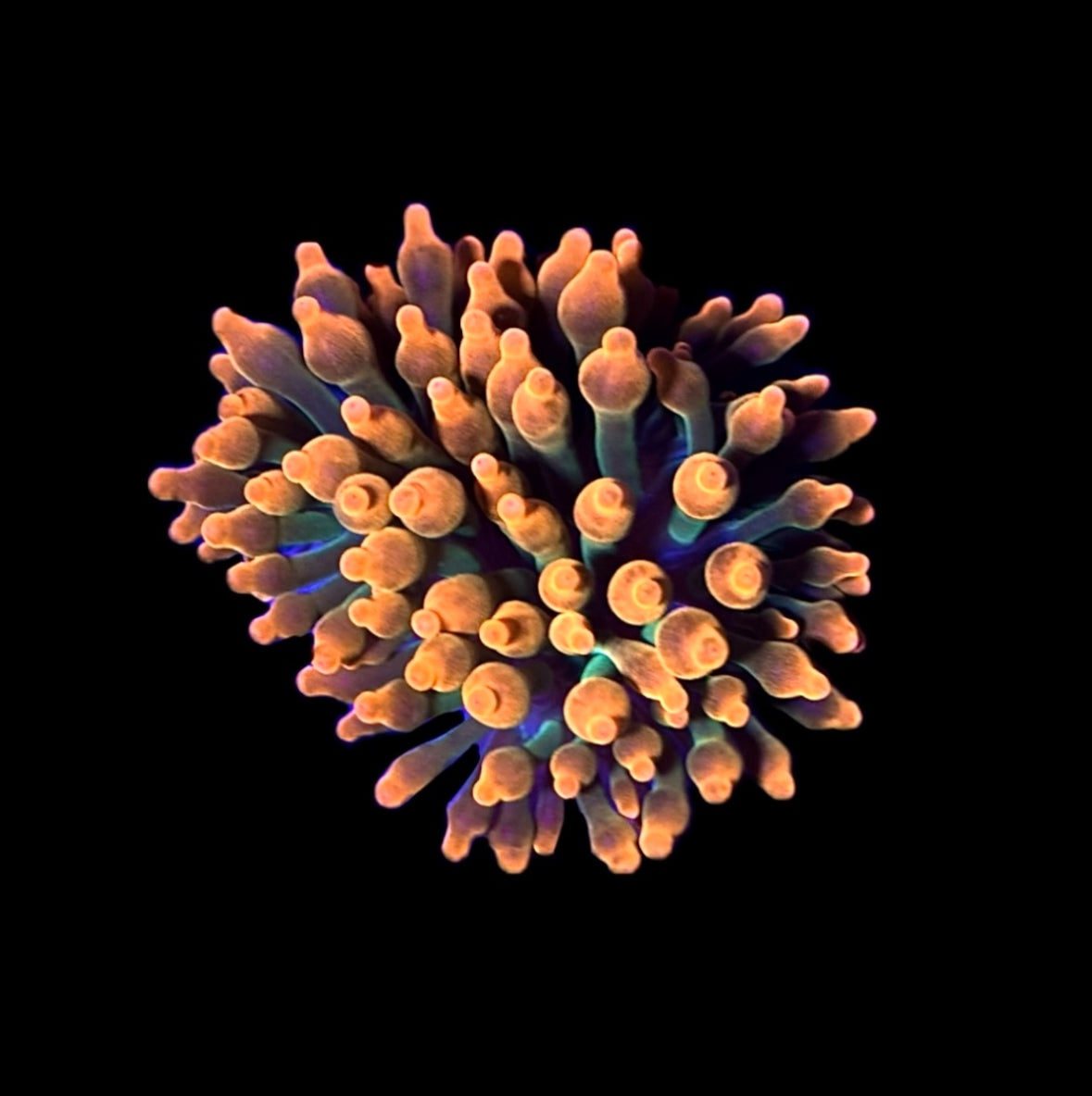 WYSIWYG Sherman Bubble Tip Anemone 2.5"
