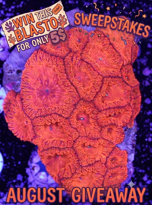 WYSIWYG GHI CORALS AUGUST SWEEPSTAKES/GIVEAWAY! DETAILS IN CAPTION!