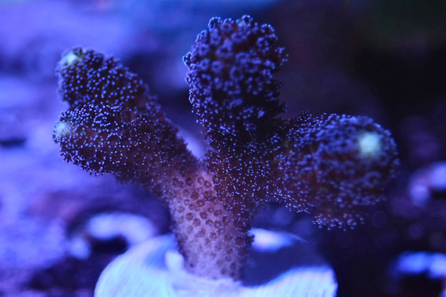 WYSIWYG Purple Stylophora 2.5"