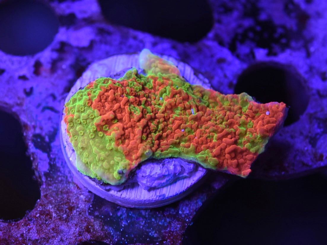 WYSIWYG TSA Nuclear Fusion Montipora 1.5"