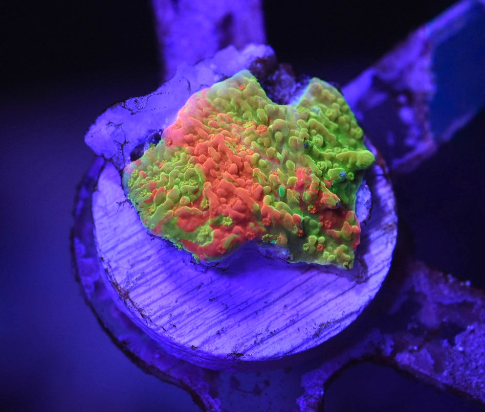 WYSIWYG TSA Nuclear Fusion Montipora 1"