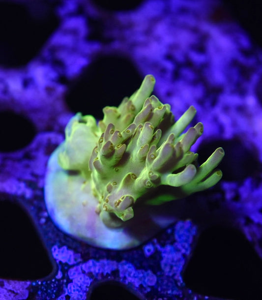 WYSIWYG Rose Petal ACropora 1.5"