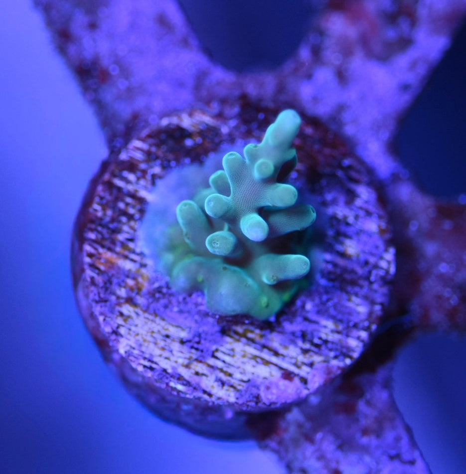 WYSIWYG Blue Hawkins Echinata Acropora 0.75"