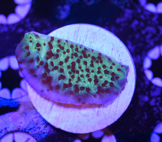 WYSIWYG Mind Trick Montipora 1.5"