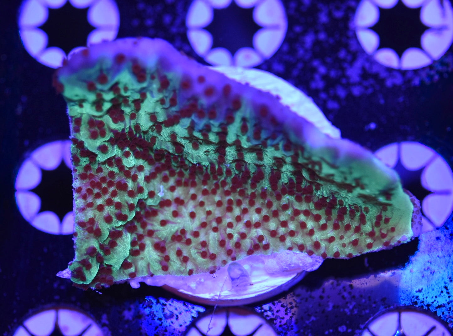 WYSIWYG XL Mind Trick Montipora Mini Colony 3"