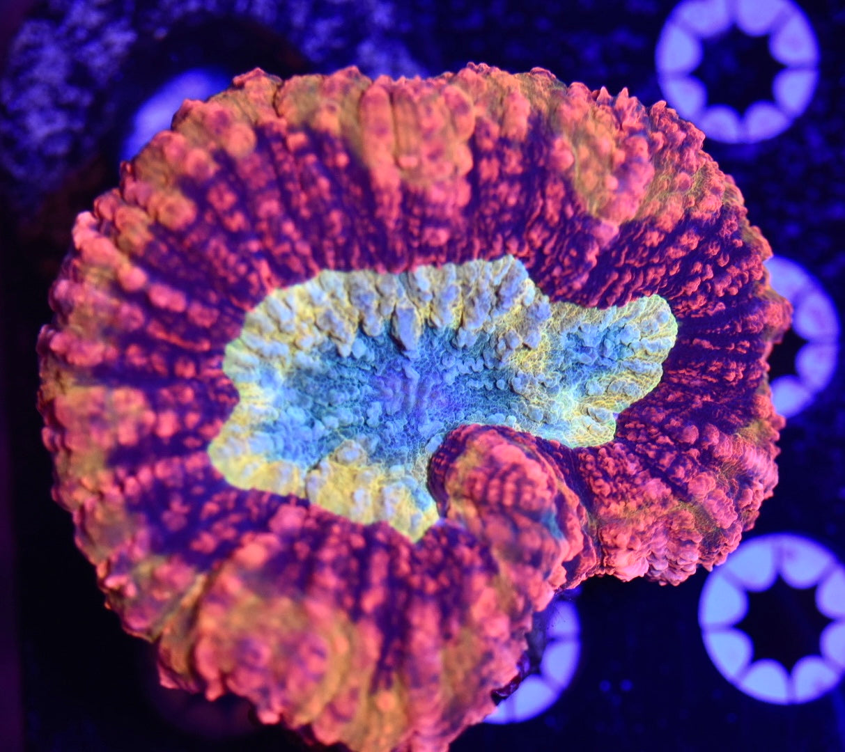 WYSIWYG Incredible Rainbow Lobophyllia 3.5" (INSANE!)
