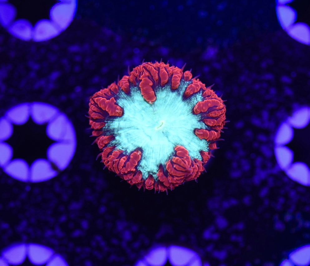 WYSIWYG Ultra Blastomussa 1"